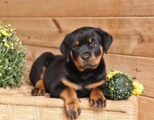 Rottweiler Puppiess text (587) 779-6996