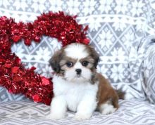 shih tzu puppies ready text (587) 779-6996