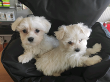Take love home - T-cup Maltese puppies