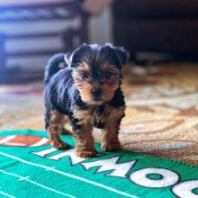 Teacup Yorkie puppies with excellent temperament