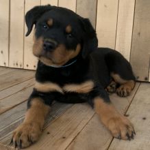 They are very healthy Rottweiler puppies.