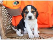 Tri color beagle puppies available now