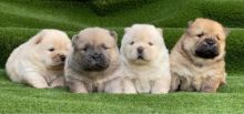 Very Playful Chow Chow Pups For Sale