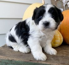 We have a stunning litter of shihpoo puppies