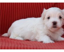 We have beautiful special Maltese Puppies