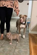 We have healthy pure breed American Pitbull Puppies ready