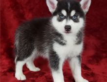 We have Pomsky Puppies 1 male and 1 female