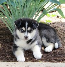 We have Pomsky Puppies 1 male and 1 female ready