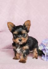 Wholesome Yorkie Puppies text (587) 779-6996