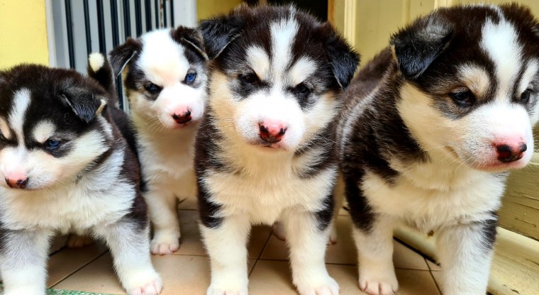 100% Siberian Husky Puppies Image eClassifieds4u
