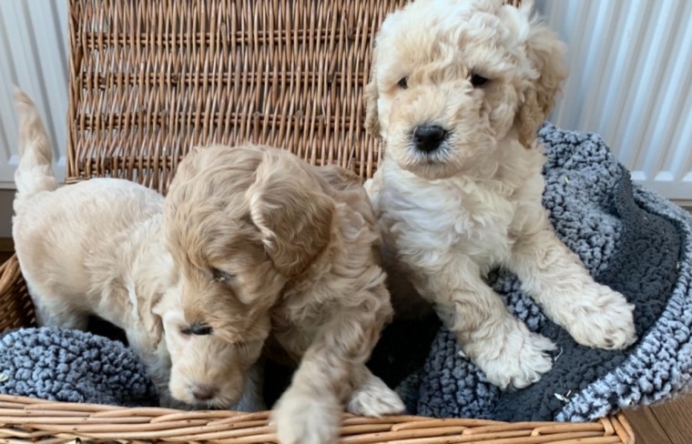 1st Generation Labradoodle Puppies Image eClassifieds4u