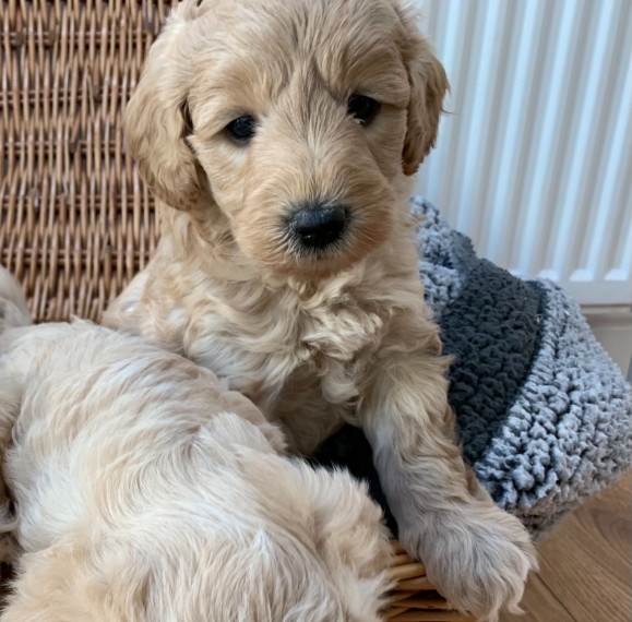 1st Generation Labradoodle Puppies Image eClassifieds4u