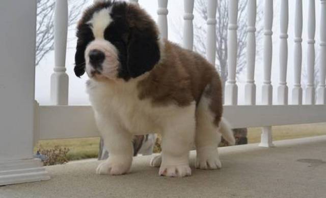 Adorable Saint Bernard Puppies Image eClassifieds4u