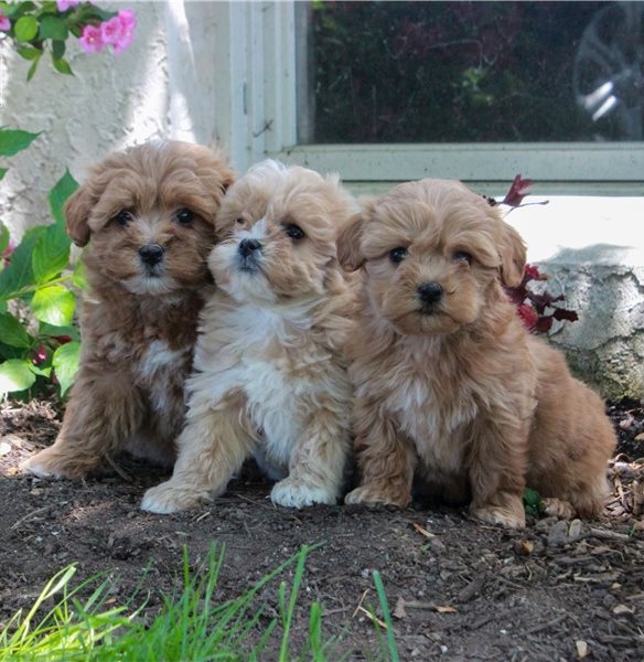 Amazing Havapoo puppies for sale Image eClassifieds4u