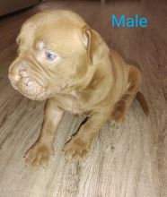 Ambully pups looking for forever homes text (587) 779-6996 Image eClassifieds4u