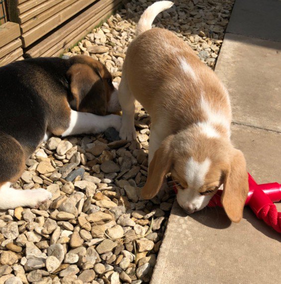 beagle puppies text (587) 779-6996 Image eClassifieds4u