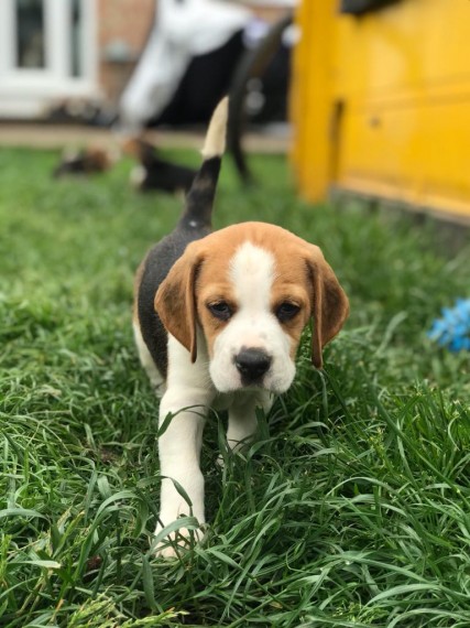 Beautiful Beagle Pups Available Image eClassifieds4u