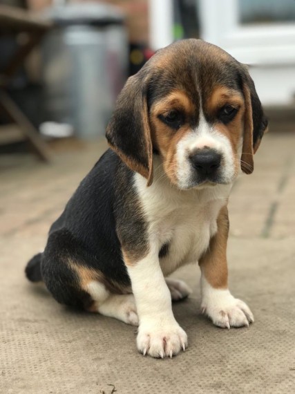 Beautiful Beagle Pups Available Image eClassifieds4u
