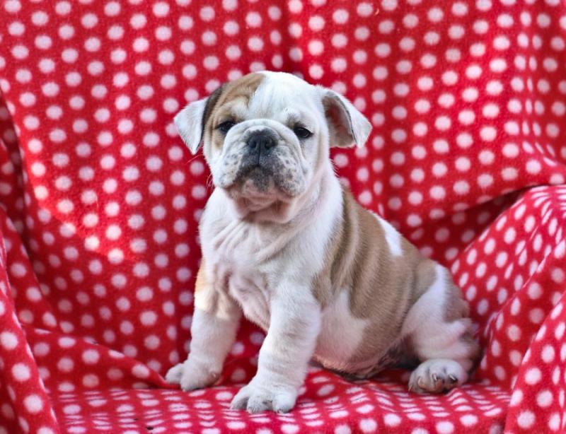 Beautiful english bulldog puppies. text (587) 779-6996 Image eClassifieds4u