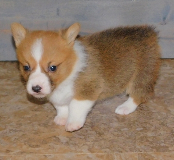 Beautiful litter of Welsh Pembroke Corgi puppies Image eClassifieds4u