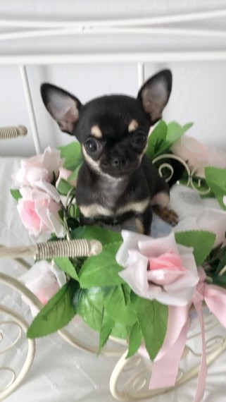 Beautiful, Pre-spoiled Chihuahua Puppies Image eClassifieds4u