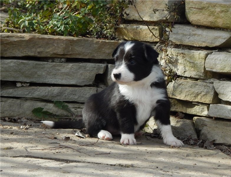 Beautifully marked, black & white border collies. Image eClassifieds4u