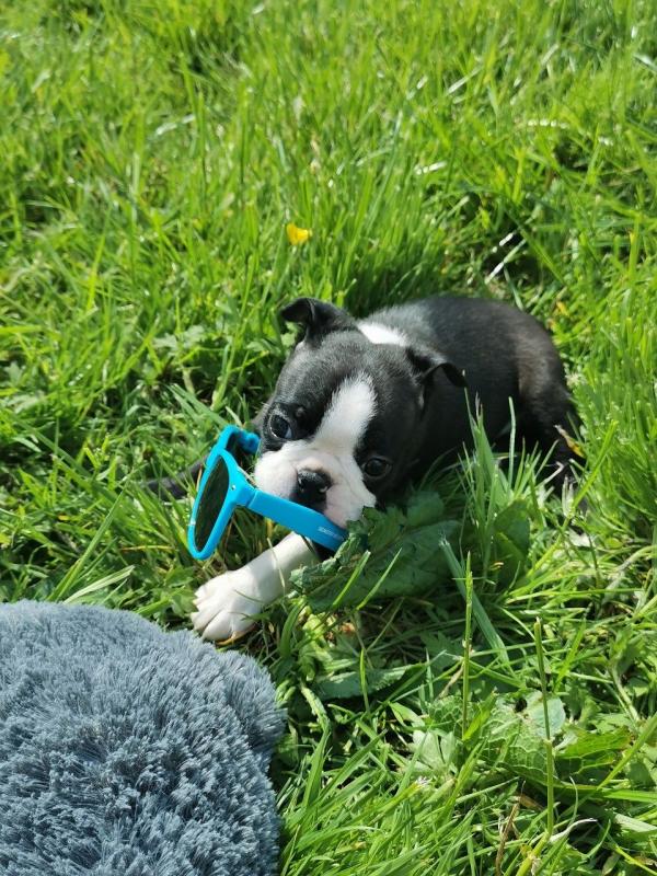 Blue Boston Terrier Puppies (Male and female ) Image eClassifieds4u