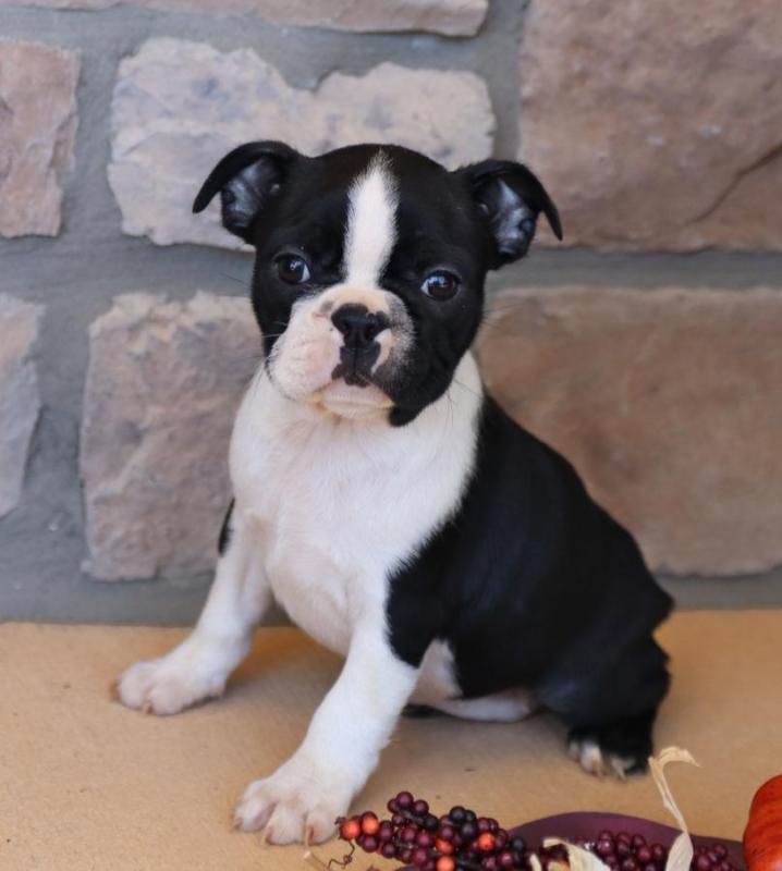 Boston Terrier puppies puppies text (587) 779-6996 Image eClassifieds4u