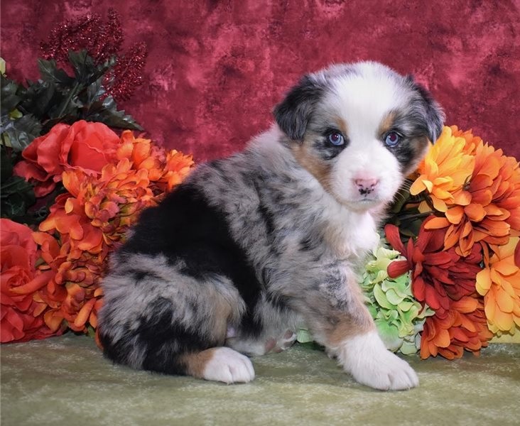 Charming Australian Shepherd puppies Image eClassifieds4u