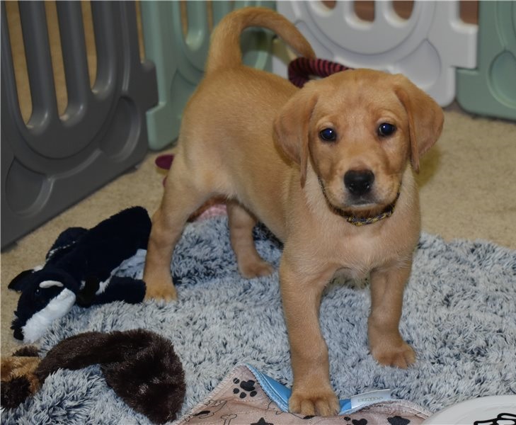 Cute Labrador puppies Ready for New their new home Image eClassifieds4u