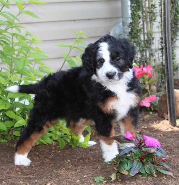 CUTE Male and Female sheepadoodle puppies Image eClassifieds4u