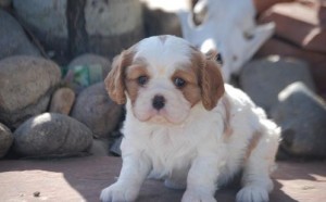 Female Cavalier King Charles Spaniel Image eClassifieds4u