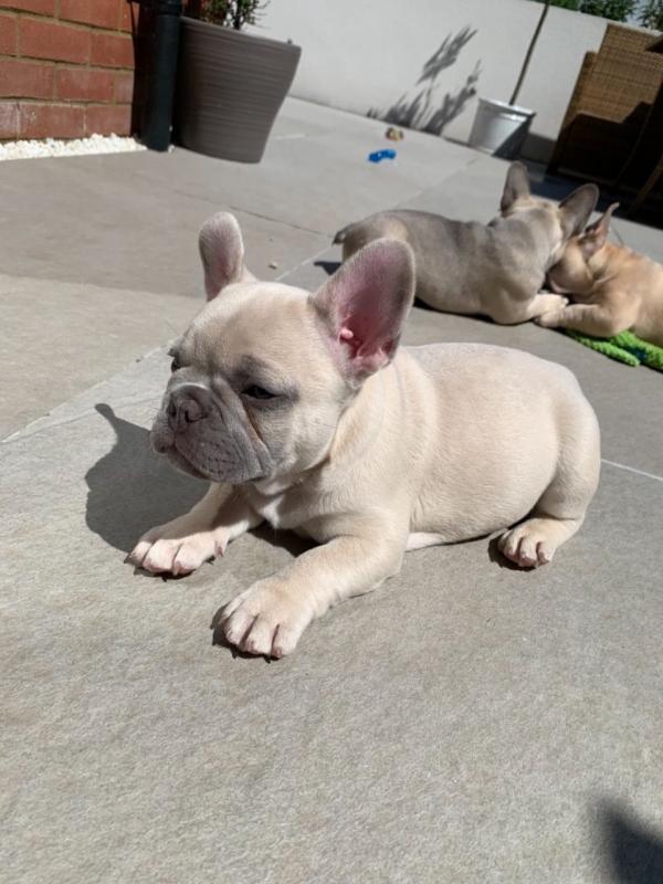 French Bulldog Puppies for Adoption Image eClassifieds4u
