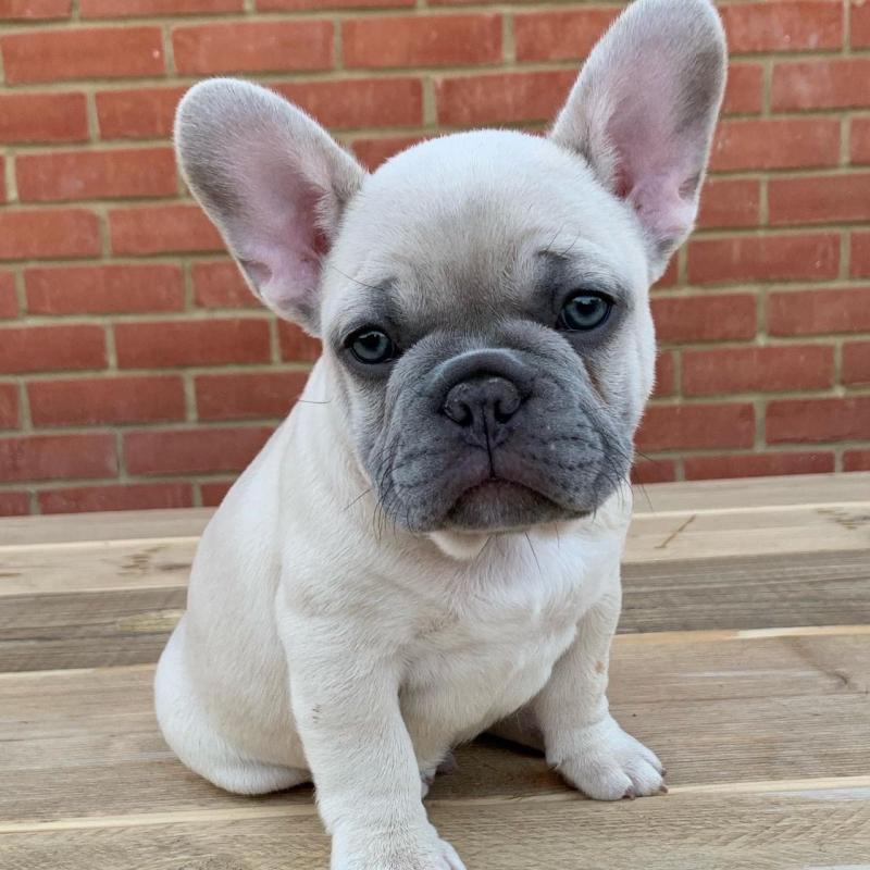 French Bulldog Puppies for Adoption Image eClassifieds4u
