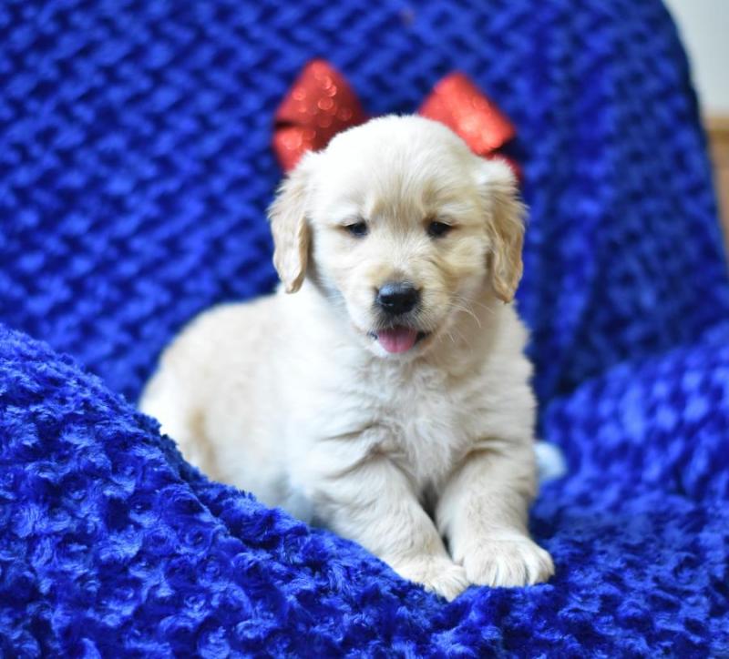 Golden Retriever puppies text (587) 779-6996 Image eClassifieds4u
