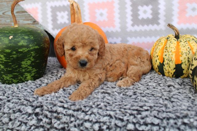 GoldenDoodle Puppies for sale! text (587) 779-6996 Image eClassifieds4u