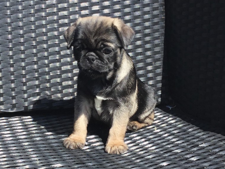 Healthy Pugs puppies Image eClassifieds4u