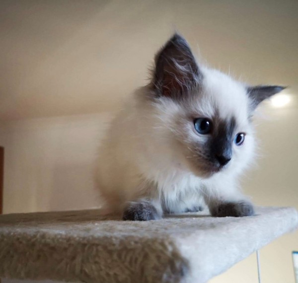 Home Raised Ragdoll Kittens text (587) 779-6996 Image eClassifieds4u