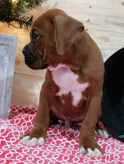 Lovely boxer puppy needs a home Image eClassifieds4u