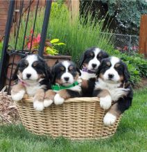 Bernese Mountain Dog Puppies. Image eClassifieds4U
