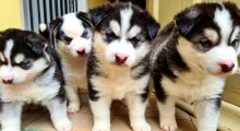 100% Siberian Husky Puppies Image eClassifieds4U