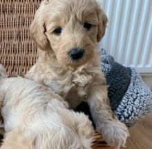 1st Generation Labradoodle Puppies Image eClassifieds4u 2