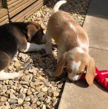 beagle puppies text (587) 779-6996 Image eClassifieds4U