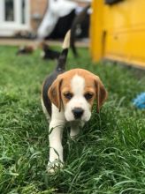 Beautiful Beagle Pups Available Image eClassifieds4u 1