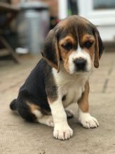 Beautiful Beagle Pups Available Image eClassifieds4u 2