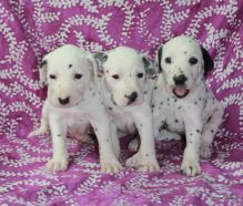 Black spotted Dalmatian puppies ready to leave Image eClassifieds4U