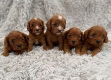 Cavapoo puppies text (587) 779-6996 Image eClassifieds4U