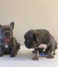 CKC French Bulldog Puppies text (587) 779-6996 Image eClassifieds4U