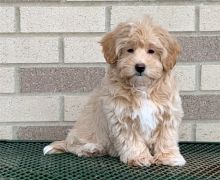 Cute poo-ton male and Female needing to be rehomed Image eClassifieds4U