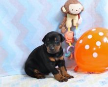 Doberman puppies puppies text (587) 779-6996 Image eClassifieds4U
